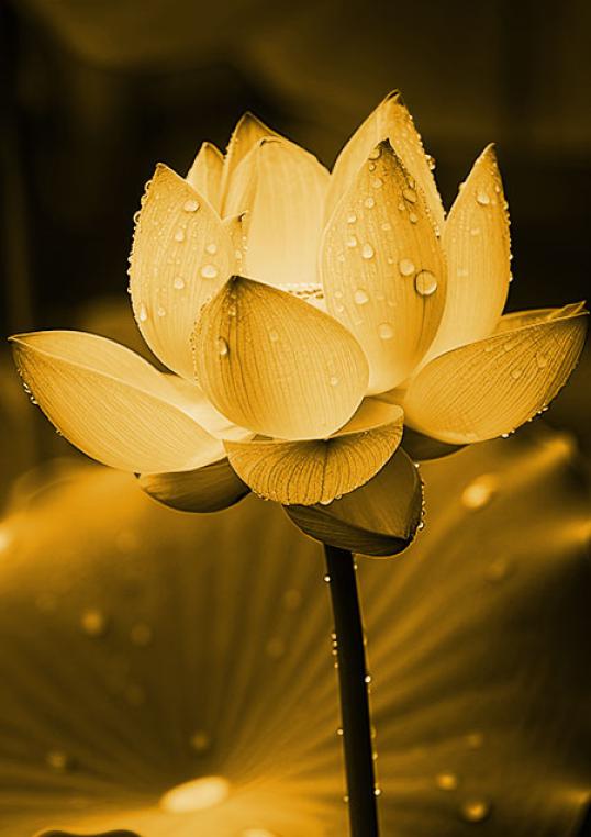 Lotus